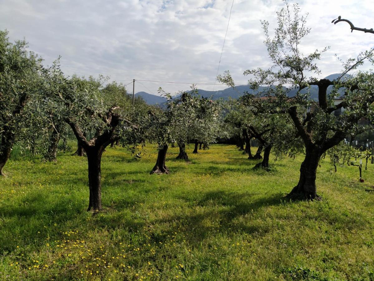 Agroturismo La Vite Maritata Pietrasanta