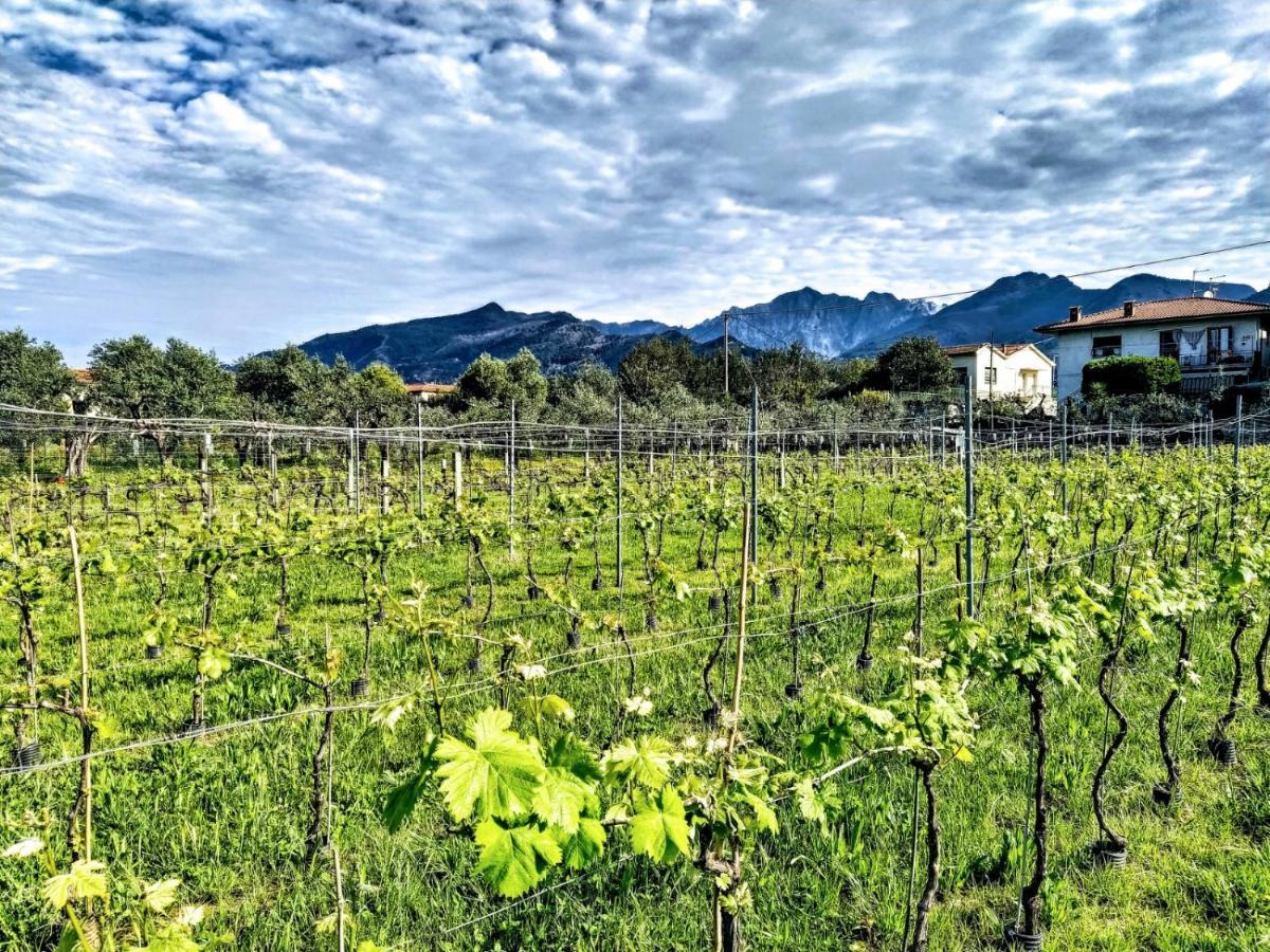 Agroturismo La Vite Maritata Pietrasanta